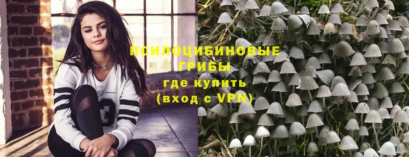 Галлюциногенные грибы Psilocybe  хочу   Горняк 